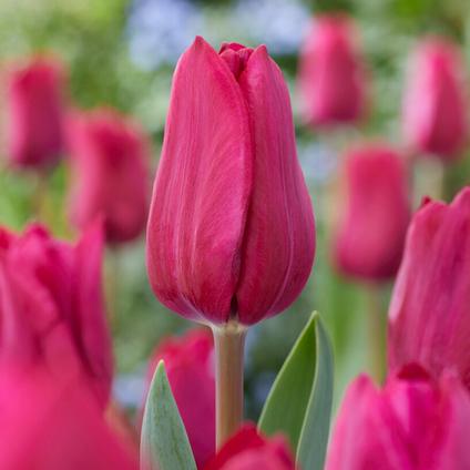 Tulipa Triumph 'Roussillon' 