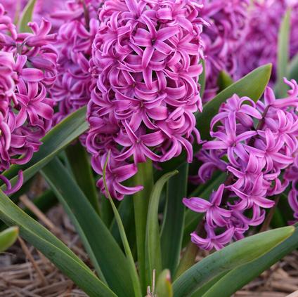 Hyacinthus Orientalis 'Purple Sensation' 