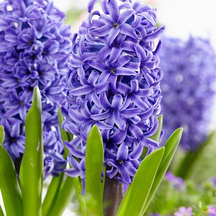 Hyacinthus Orientalis 'Blue Pearl' 