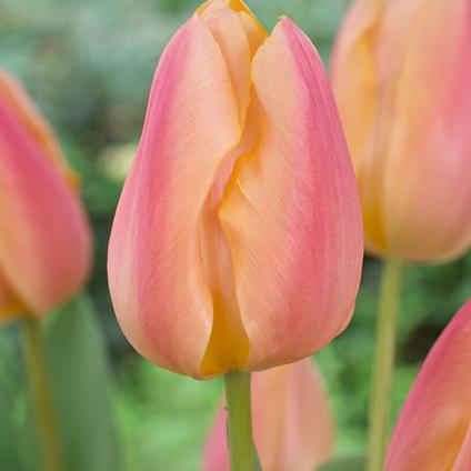 Tulipa Single Early 'Apricot Favourite' 
