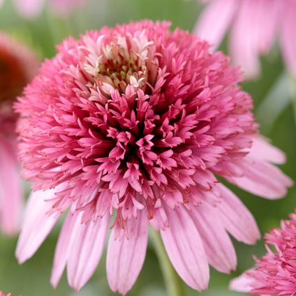 Echinacea 'Butterfly Kisses' (Ships in Spring) 