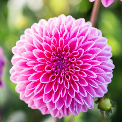 Dahlia Ball 'Sandra' (Ships in Spring) 