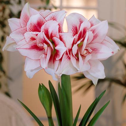 Amaryllis Dutch 'Elvas' 