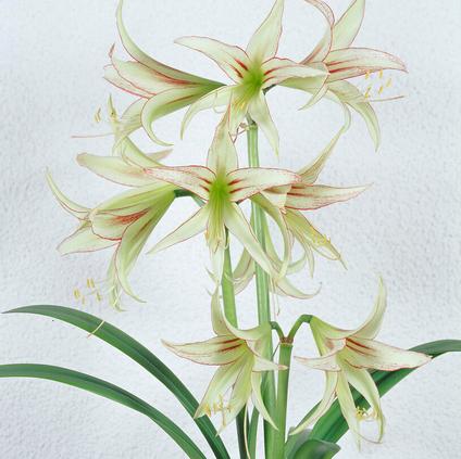 Amaryllis Dutch 'Emerald' 