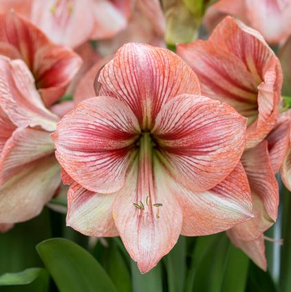 Amaryllis Dutch 'Provence' 