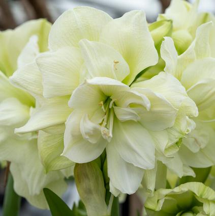 Amaryllis Dutch 'Marilyn' 