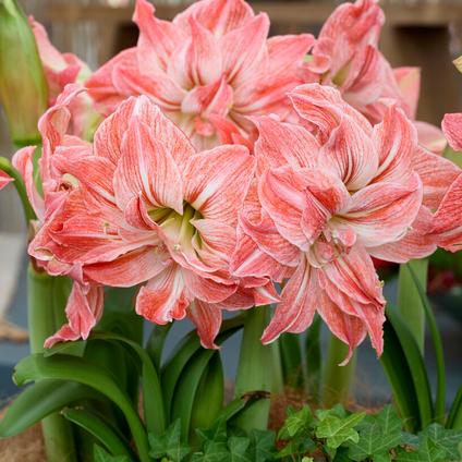 Amaryllis Dutch 'Lady Jane' 