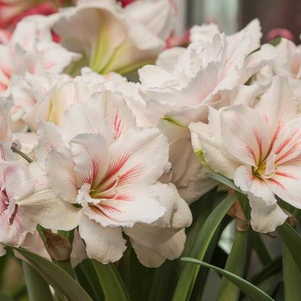 Amaryllis Dutch 'Aquaro' 
