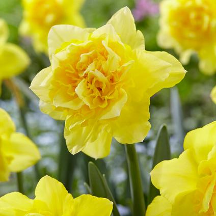Narcissi Double 'Dick Wilden' 