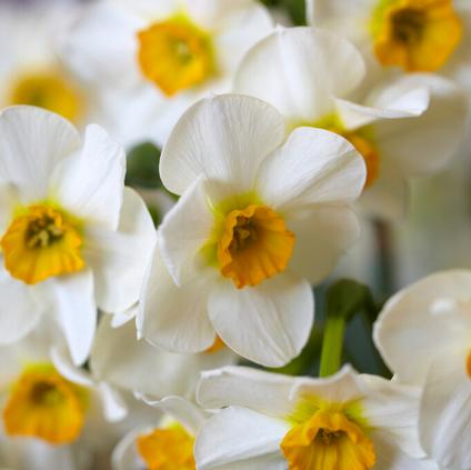 Narcissi Bunch Flowering 'Beautiful Eyes' 