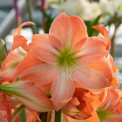 Amaryllis Dutch 'King Star' 