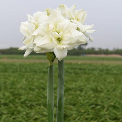 Amaryllis Peruvian 'White Symphony' 