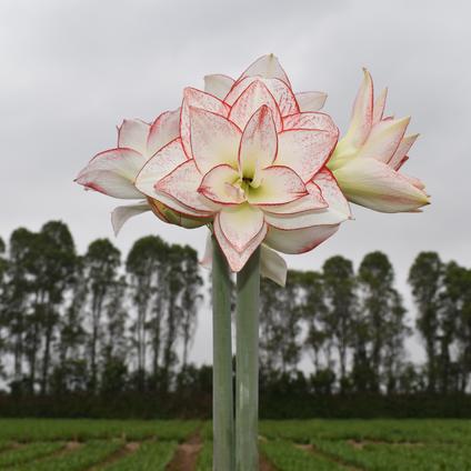 Amaryllis Peruvian 'Tika Star' 