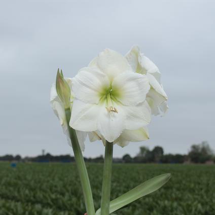 Amaryllis Peruvian 'White Candle' 