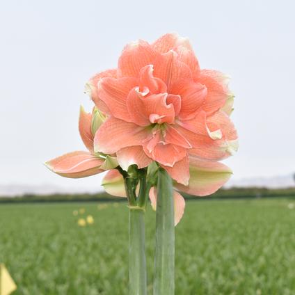 Amaryllis Peruvian 'Tika Coral' 