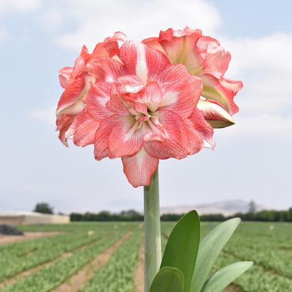 Amaryllis Peruvian 'Tika Sunrise' 