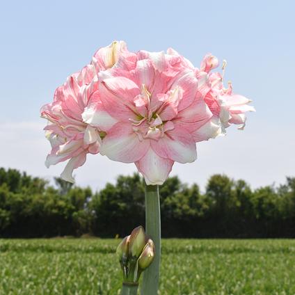 Amaryllis Peruvian 'Tika Disco' 