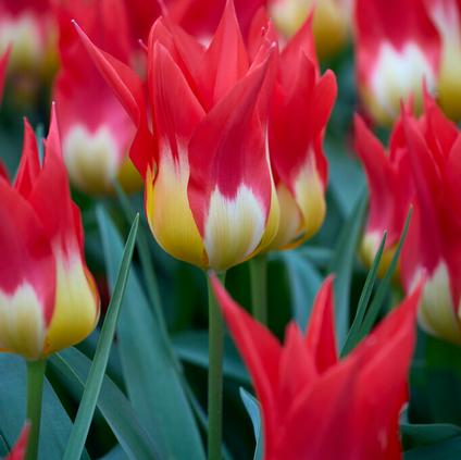 Tulipa Emperor 'Flames Mystery' 