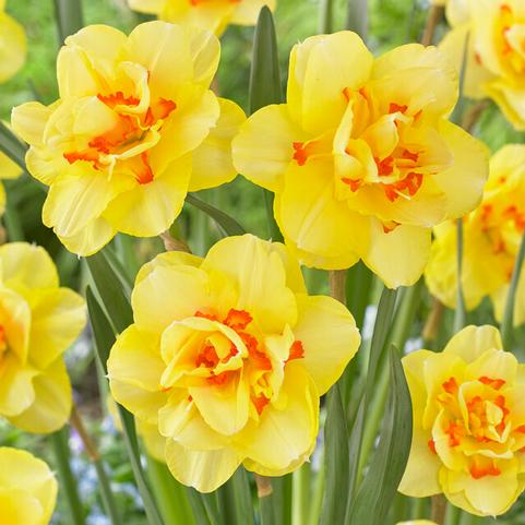 Narcissi Double 'Tahiti' 