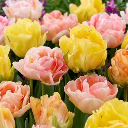 Tulipa Double Mid 'Double Pastel Mix' 
