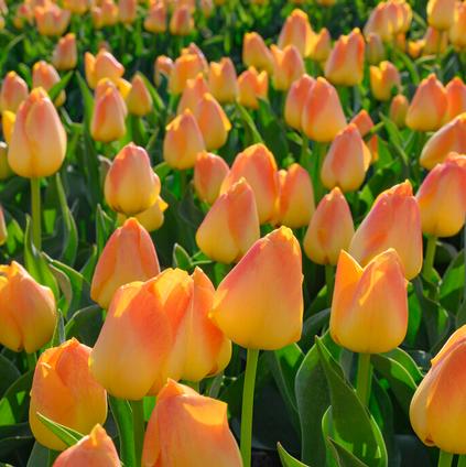 Tulipa Darwin Hybrid 'Chongming Love' 