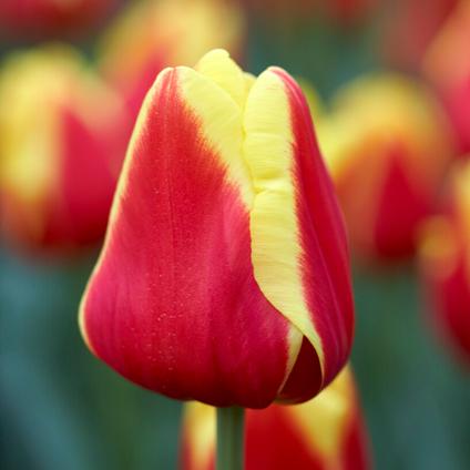 Tulipa Triumph 'Denmark' 