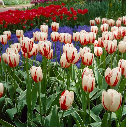 Tulipa Triumph 'Happy Generation' 