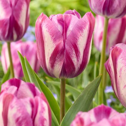 Tulipa Triumph 'Ohio' 
