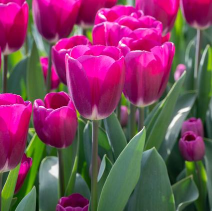 Tulipa Triumph 'Roeska' 
