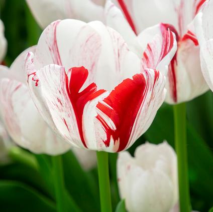 Tulipa Triumph 'One Direction' 
