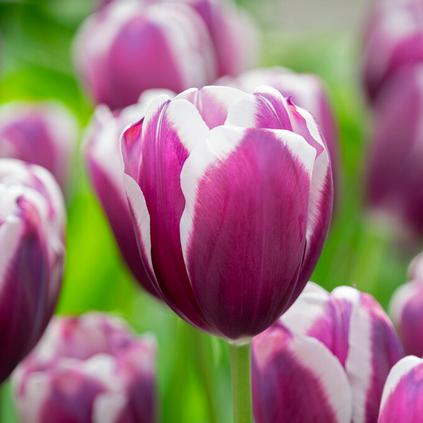 Tulipa Triumph 'Tiramisu' 