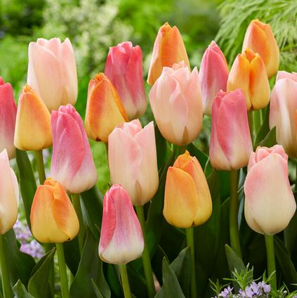 Tulipa Triumph 'Dynasty Mixture' 
