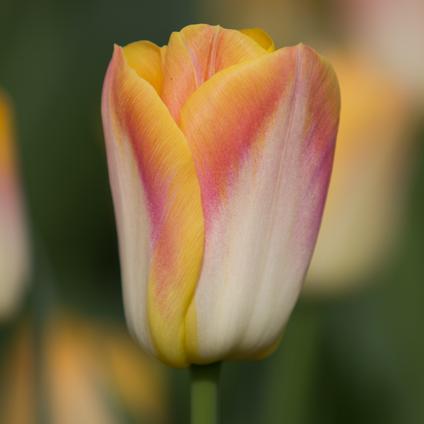Tulipa Triumph 'Salmon Dynasty 