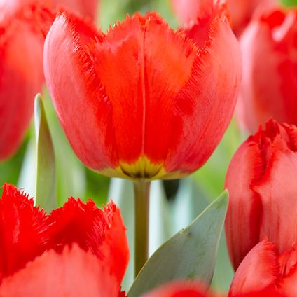 Tulipa Fringed 'Crystal Beauty' 