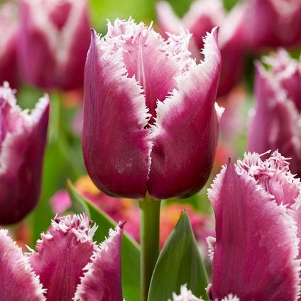Tulipa Fringed 'San Martin' 