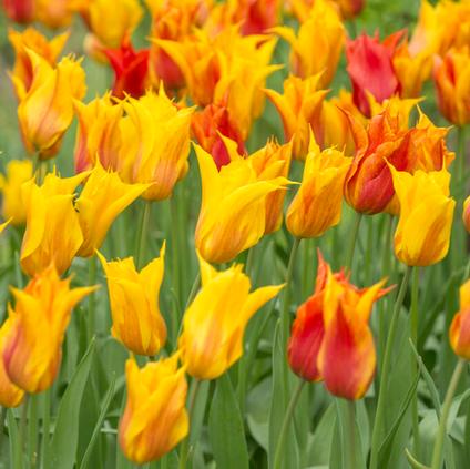 Tulipa Lily Flowering 'Vendee Globe' 