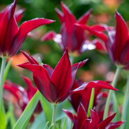 Tulipa Lily Flowering 'Sarah Raven' 