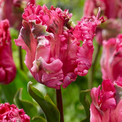 Tulipa Parrot 'Power Parrot' 