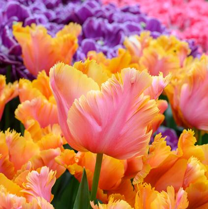 Tulipa Parrot 'Amazing Parrot' 