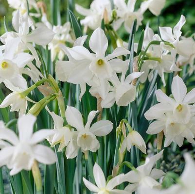 Daffodil