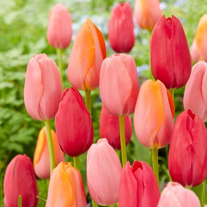 Tulipa Single Late 'French Cancan Mix 