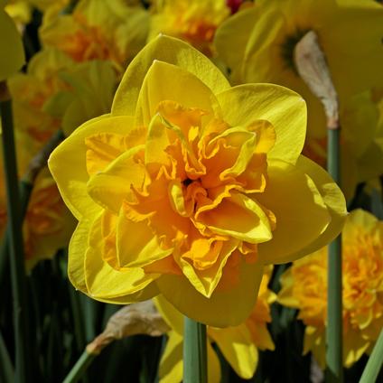 Narcissi Double 'Double Sunrise' 