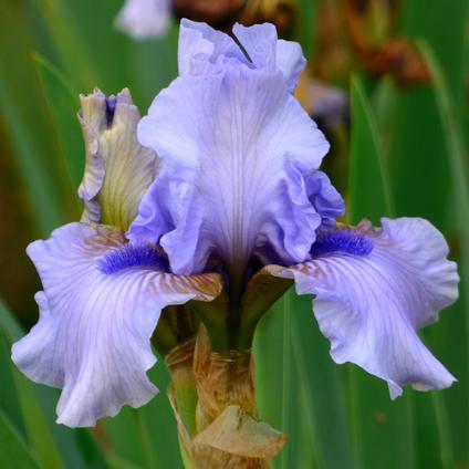 Iris Germanica 'August Treat' 