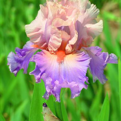 Iris Germanica 'Discovered Treasure' 