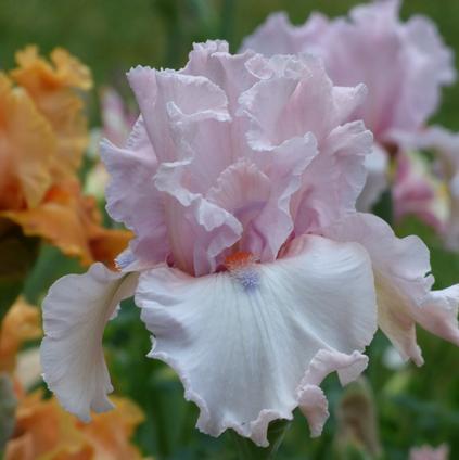 Iris Germanica 'Island Blush' 