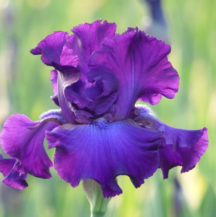 Iris Germanica 'Five O'Clock' 