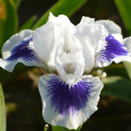 Iris Germanica 'Open your Eyes' 