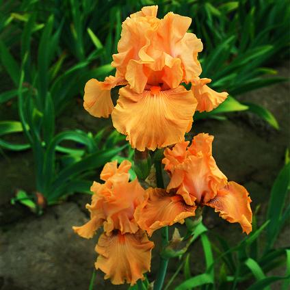 Iris Germanica 'Mango Entree' 