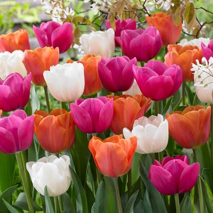 Tulipa Long-lasting 'All Season Lollipop Mix' 