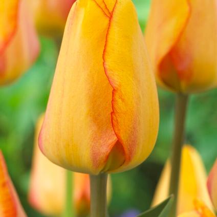 Tulipa Darwin Hybrid 'Blushing Apeldoorn' 